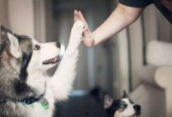 娱乐吃瓜酱狗关窗,吃瓜群众热议“狗关窗”事件